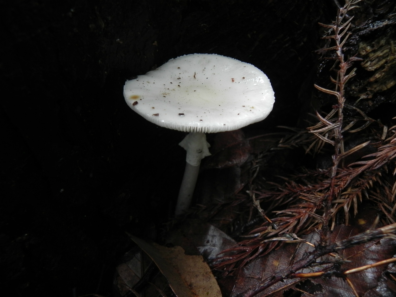 e0352220_23480073.jpg