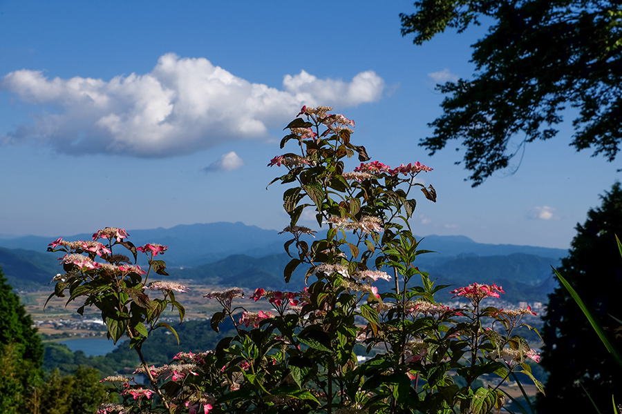 天空の紫陽花　「シリーズ大聖寺の紫陽花より」_c0014538_16532371.jpg