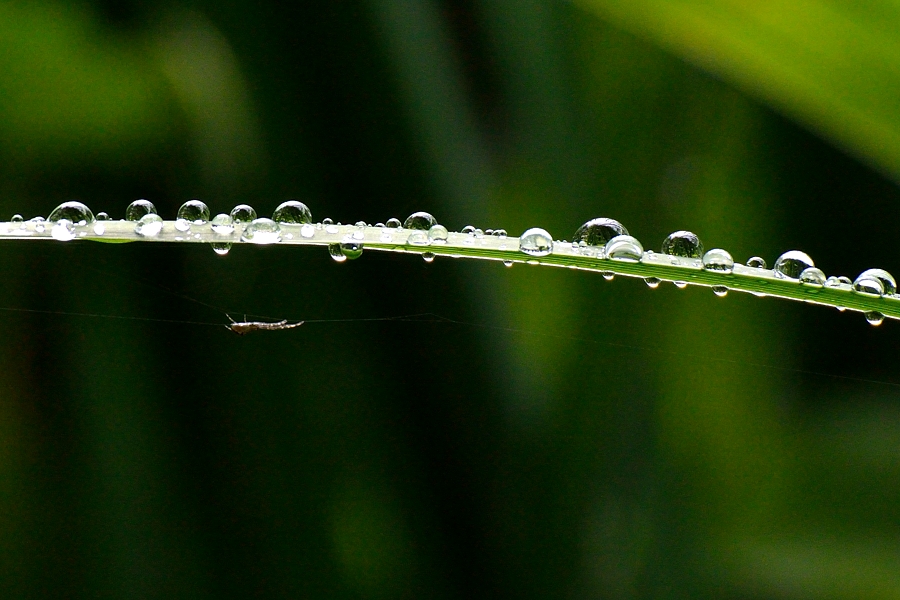 梅雨って嫌ぁ～～ん_d0148541_2116322.jpg