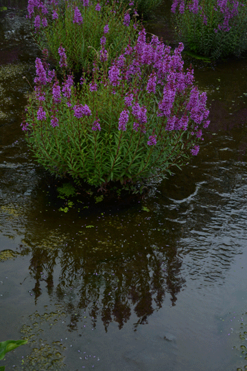 c0093046_17261177.gif