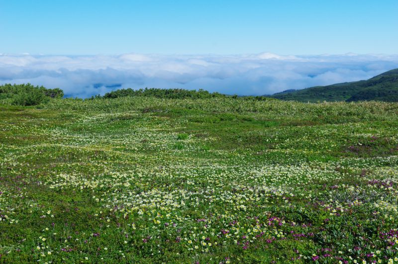 天空の花畑から ふつうのコト 天空の花畑から ふつうのコト