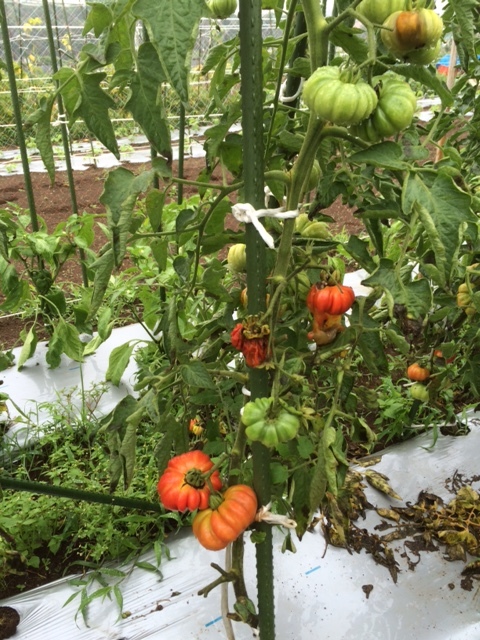 今日も大雨警報・・トマトの下葉が水腐れしてきました。　仕事旅行社さんからの庄山さんと刈り取り作業_c0222448_11505565.jpg