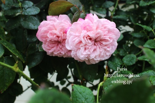ふわふわ パリス が咲いた La Rose 薔薇の庭