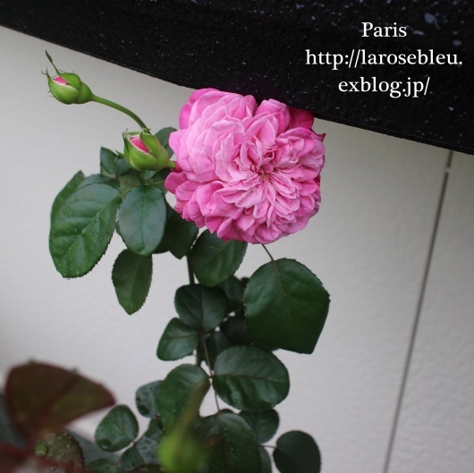 ふわふわ パリス が咲いた La Rose 薔薇の庭 ふわふわ パリス が咲いた La Rose 薔薇の庭