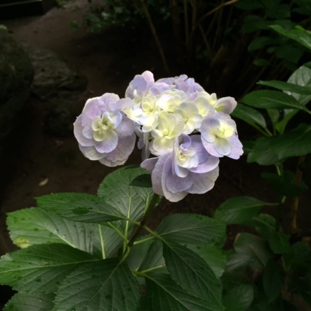 一休みしていました_b0093660_17502961.jpg