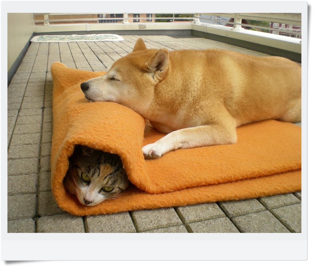 ’15,7,9(木)どうして猫が好きかっていうとね!②_f0060461_10104787.jpg