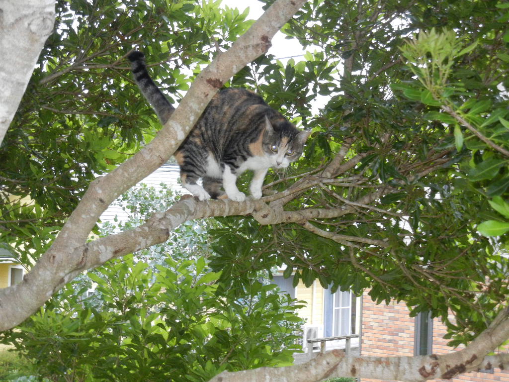 ’15,7,9(木)どうして猫が好きかっていうとね!②_f0060461_1011417.jpg