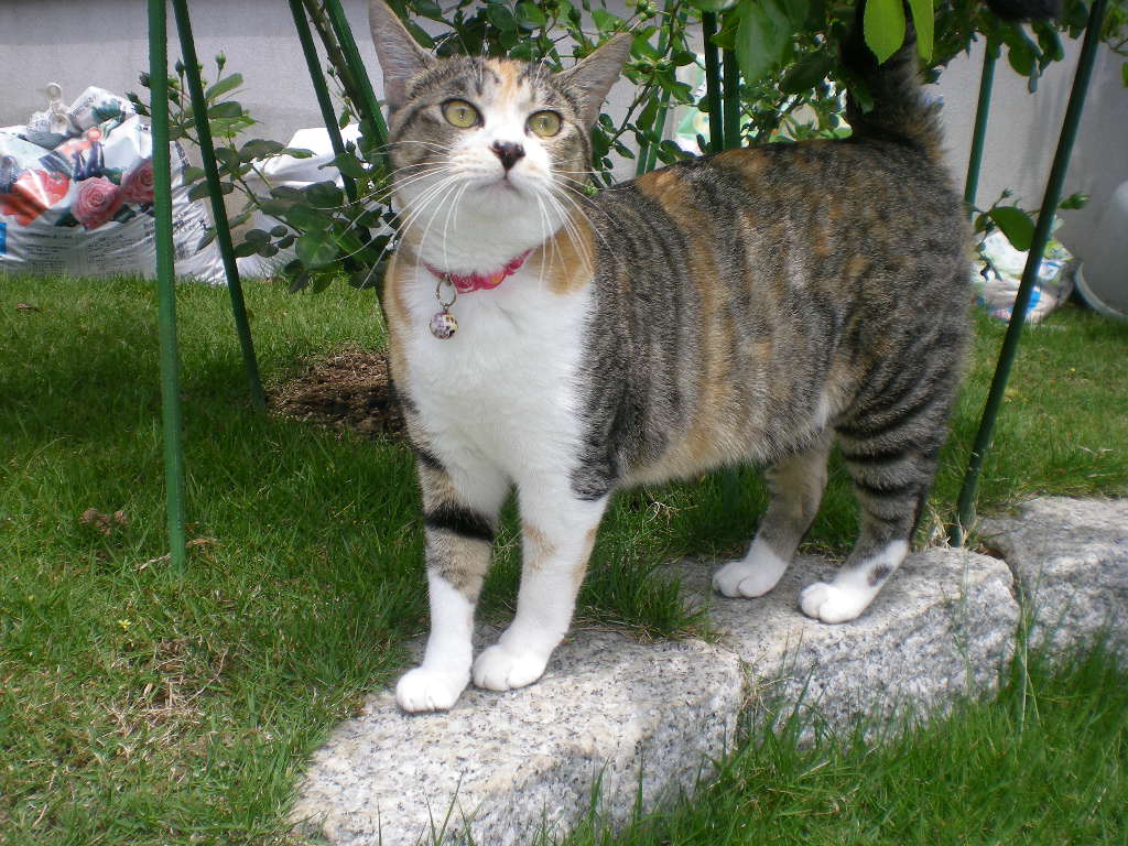 ’15,7,9(木)どうして猫が好きかっていうとね!②_f0060461_10165847.jpg