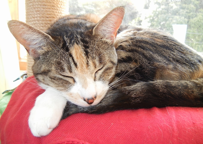 ’15,7,9(木)どうして猫が好きかっていうとね!②_f0060461_103769.jpg