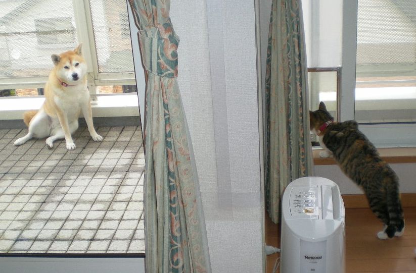 ’15,7,9(木)どうして猫が好きかっていうとね!②_f0060461_11174658.jpg