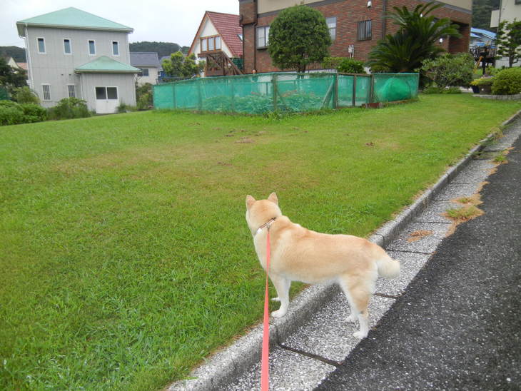 ’１５，７，８（水）晴れのち曇り後雨！_f0060461_3552938.jpg