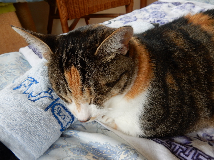 ’15,7,9(木)どうして猫が好きかっていうとね!②_f0060461_9554824.jpg