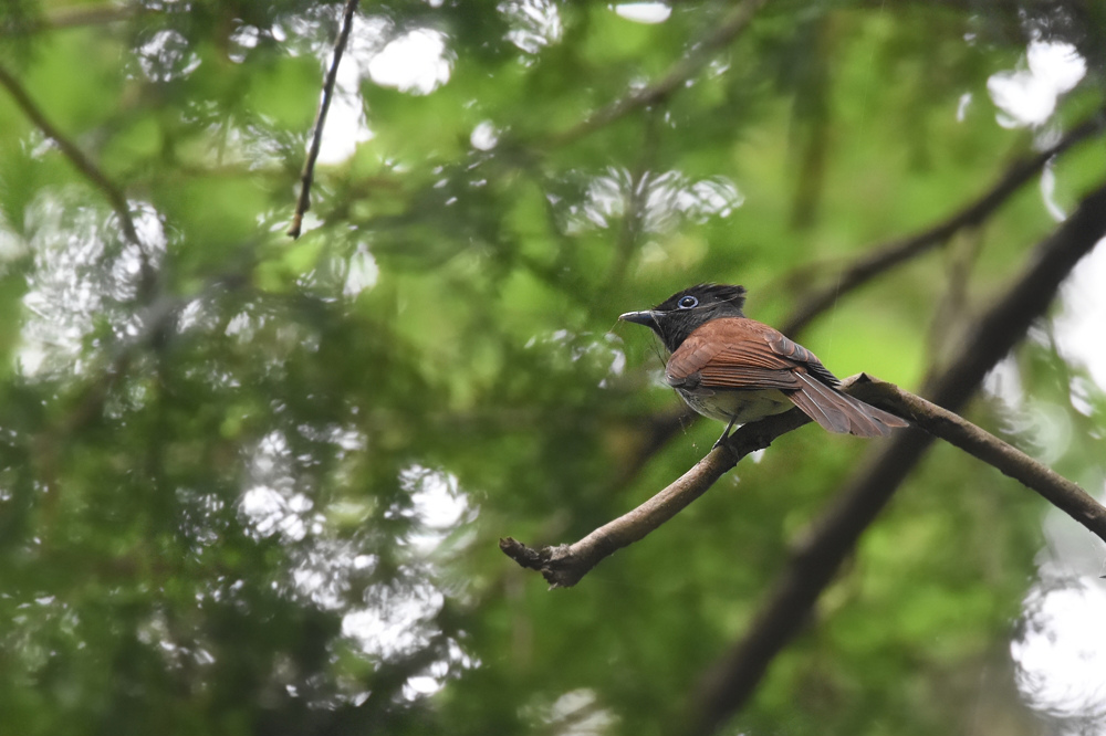 サンコウチョウ いろいろ_f0053272_113093.jpg