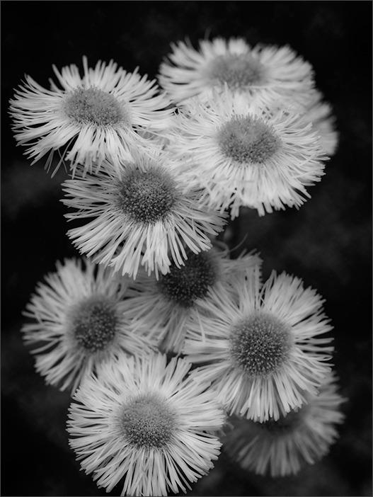 小さなお花への想い_a0161380_1453421.jpg