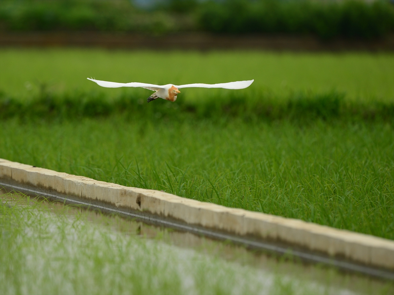 田園で・・・アマサギ。_d0157380_5303454.jpg