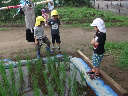 稲の生育談義_f0334882_09380398.jpg