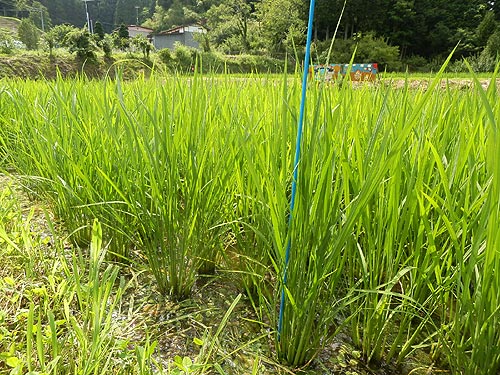 7月9日の田んぼ(月光原小・西根小)_d0247484_1748527.jpg
