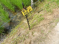 7月9日の田んぼ(月光原小・西根小)_d0247484_1752121.jpg