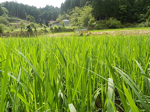 7月9日の田んぼ(月光原小・西根小)_d0247484_1811472.jpg