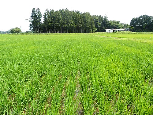 7月9日の田んぼ(目黒角田絆交流田)_d0247484_1830711.jpg