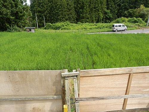 7月9日の田んぼ(月光原小・西根小)_d0247484_1832774.jpg
