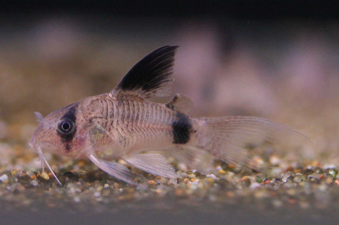 ビーボックスアクアリウム 熱帯魚情報 ビーボックスアクアリウム 熱帯魚情報