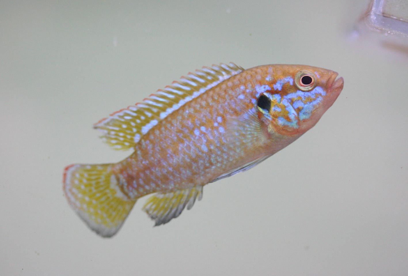 ビーボックスアクアリウム 熱帯魚情報 ビーボックスアクアリウム 熱帯魚情報