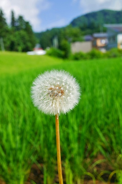 梅雨明けはまだ先ですよね_c0336902_19421097.jpg