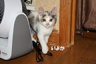 里親さま募集中 ☆ いよか_f0242002_13463149.jpg
