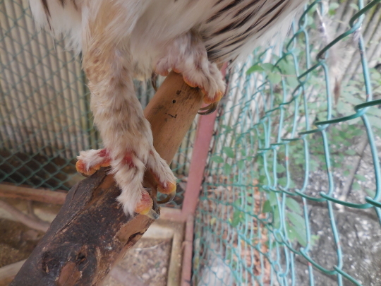 鳥の趾_c0290504_17442995.jpg