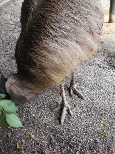 鳥の趾_c0290504_17473628.jpg