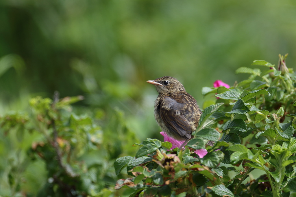 ノゴマ幼鳥_f0349409_14590783.jpg