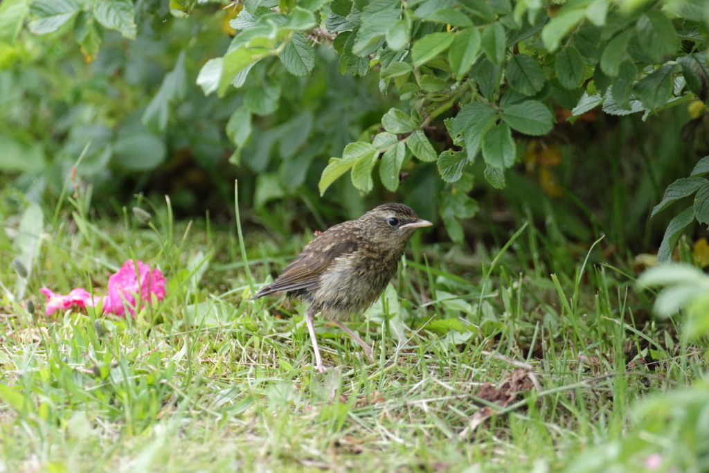 ノゴマ幼鳥_f0349409_15001551.jpg