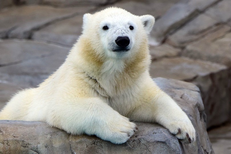 札幌・円山動物園のオクタヴィアン（仮称）は雌（メス）と判定 ～ エメン動物園行き決定的か？_a0151913_22495130.jpg