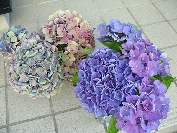 秋色紫陽花 西安_f0129726_22150764.jpg