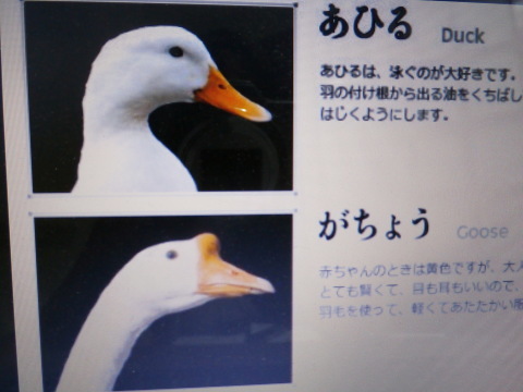 白鳥 ガチョウ あひる 中村かをる創作帯屋