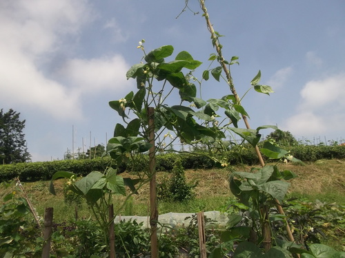 雨のお陰で上手く発芽しました。_b0137932_14334985.jpg