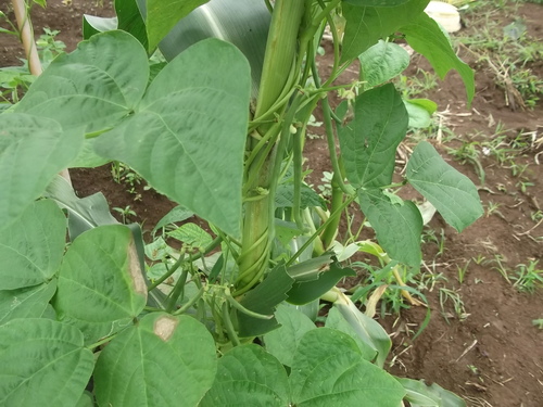 雨のお陰で上手く発芽しました。_b0137932_14341418.jpg