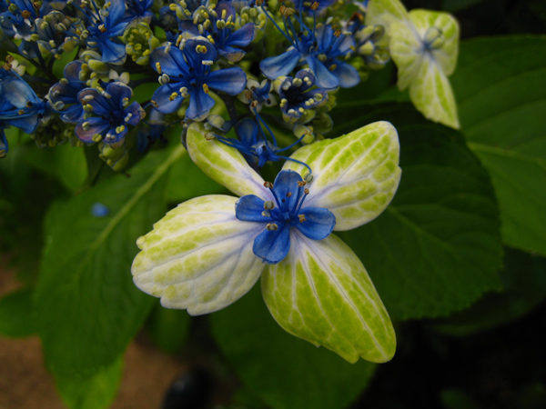 大島緑花 ガクアジサイ Nakaの泥轍日記