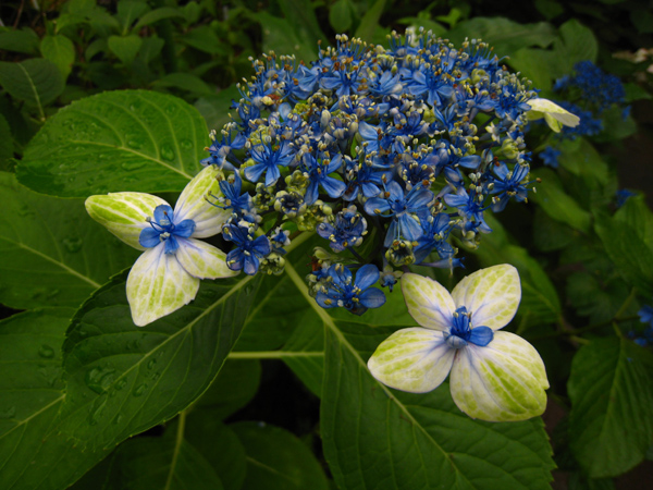 大島緑花 ガクアジサイ Nakaの泥轍日記