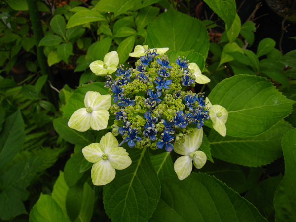 大島緑花 ガクアジサイ Nakaの泥轍日記