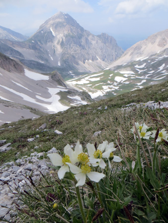 グラン・サッソ、高山の花とムッソリーニ脱出劇_f0234936_20105698.jpg