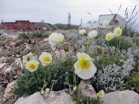 グラン・サッソ、高山の花とムッソリーニ脱出劇_f0234936_20113541.jpg