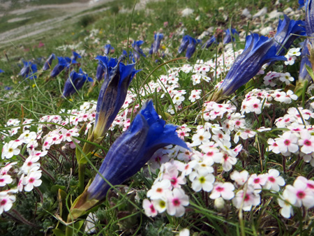 グラン・サッソ、高山の花とムッソリーニ脱出劇_f0234936_2093631.jpg
