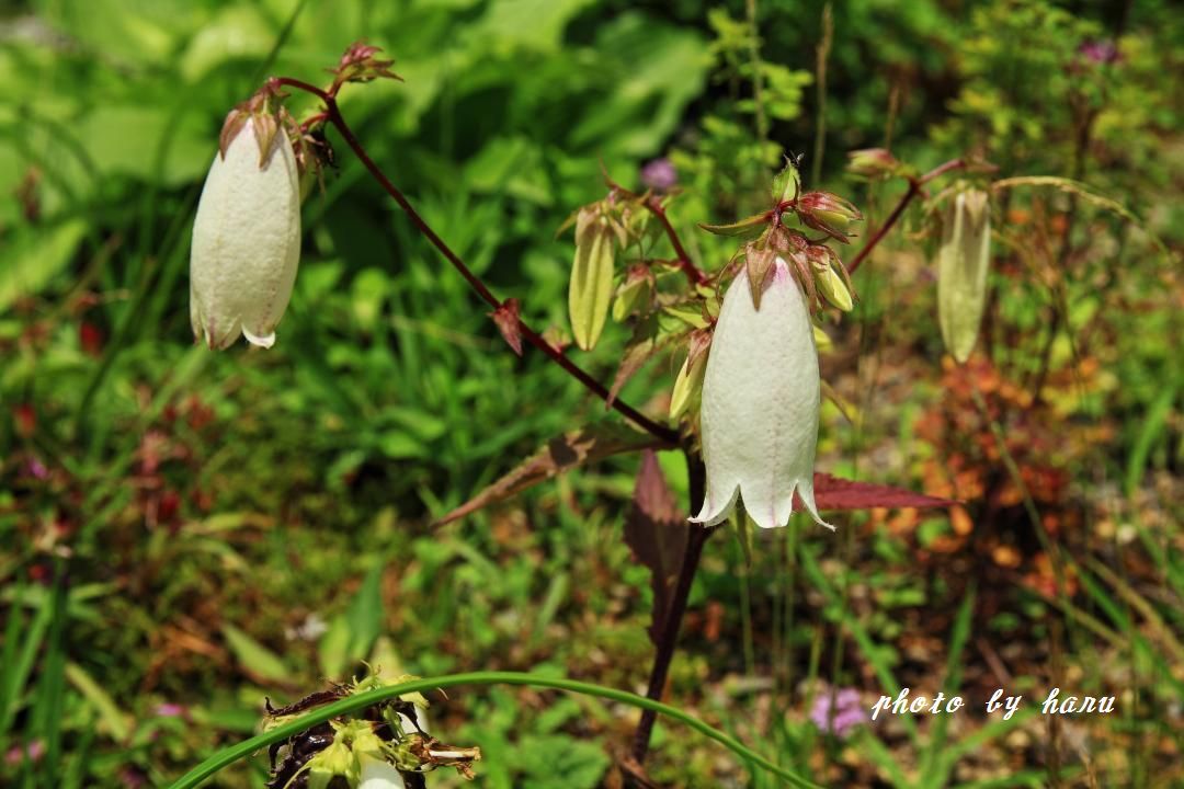 白山高山植物園_f0297537_20512843.jpg