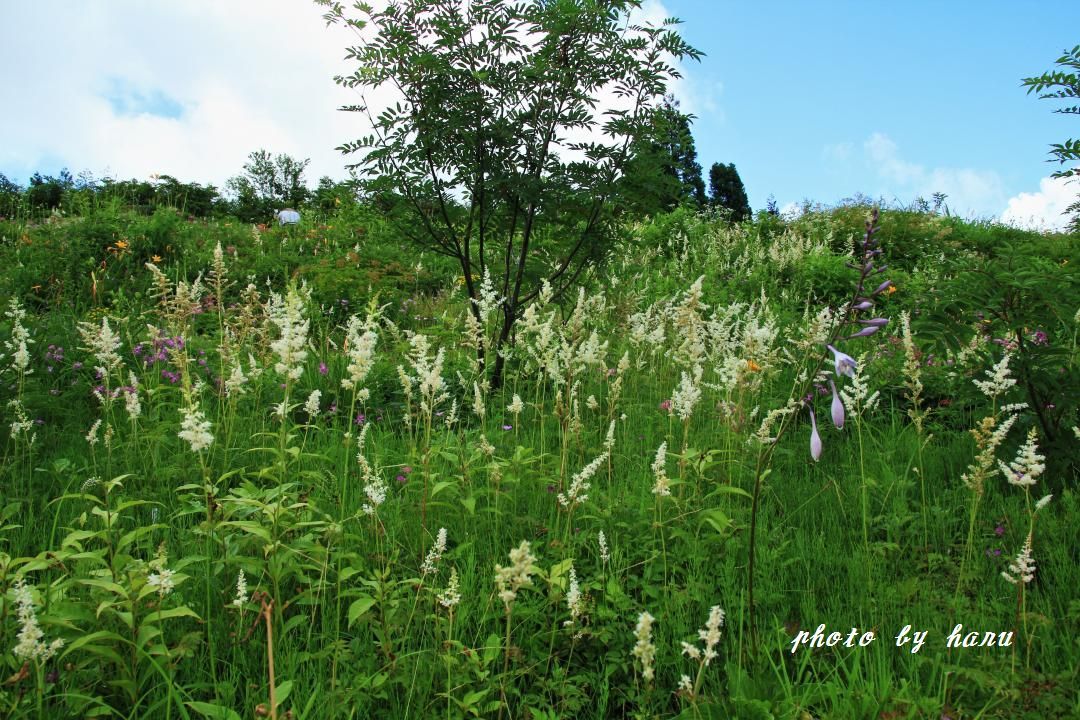 白山高山植物園_f0297537_20513941.jpg