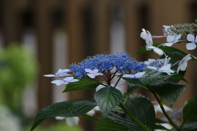 初夏情緒（紫陽花）_e0039744_1743866.jpg