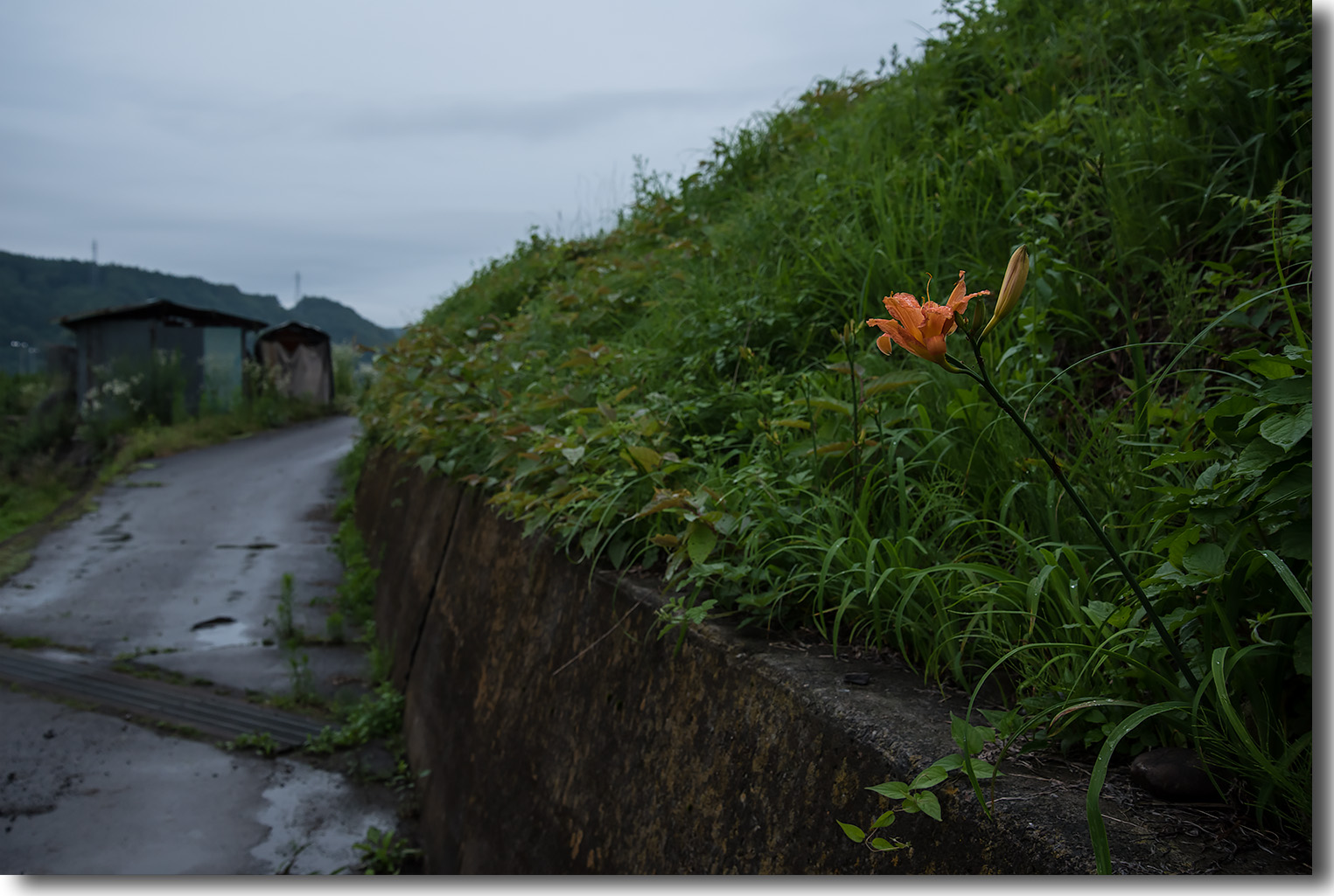 七夕の日、一番花‥　　ヤブカンゾウ_e0070545_5313447.jpg