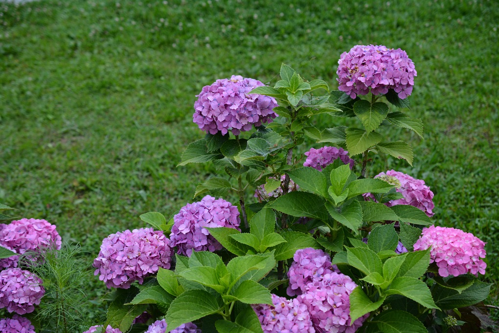 a0055650_1503511.jpg