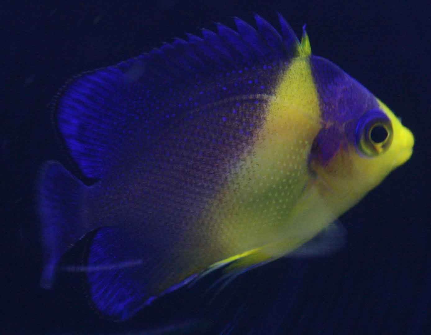 ビーボックスアクアリウム松戸店 海水魚 サンゴ情報 ビーボックスアクアリウム松戸店 海水魚 サンゴ情報